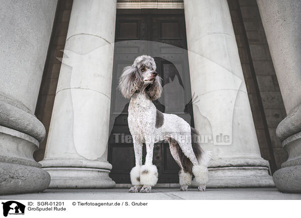 Gropudel Rude / male Giant Poodle / SGR-01201