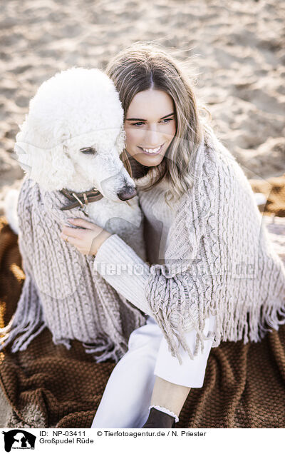 Gro�pudel R�de / male Giant Poodle / NP-03411