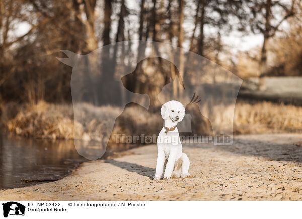 Gropudel Rde / male Giant Poodle / NP-03422