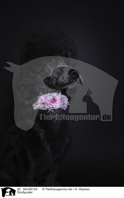 Gro�pudel / Giant Poodle / AH-06124