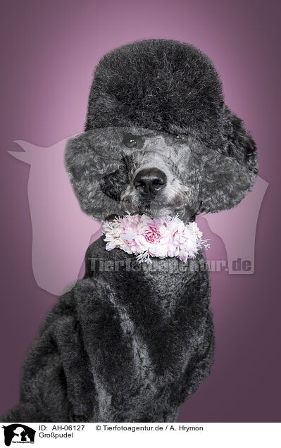 Gro�pudel / Giant Poodle / AH-06127