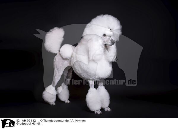 Gropudel Hndin / female Giant Poodle / AH-06132