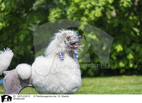 Gropudel / Giant Poodle / SST-23015