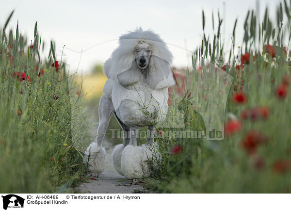 Gropudel Hndin / female Giant Poodle / AH-06489