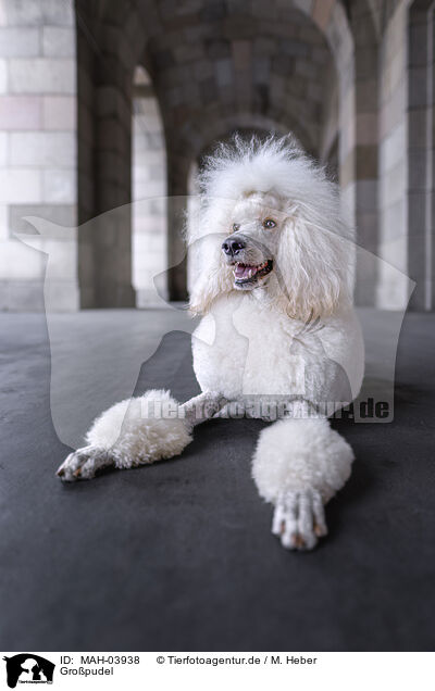 Gro�pudel / Giant Poodle / MAH-03938