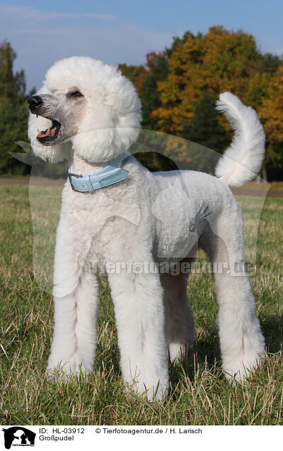 Gropudel / Giant Poodle / HL-03912