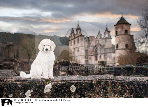 GropudelWelpe / Giant Poodle Puppy / JEB-02821