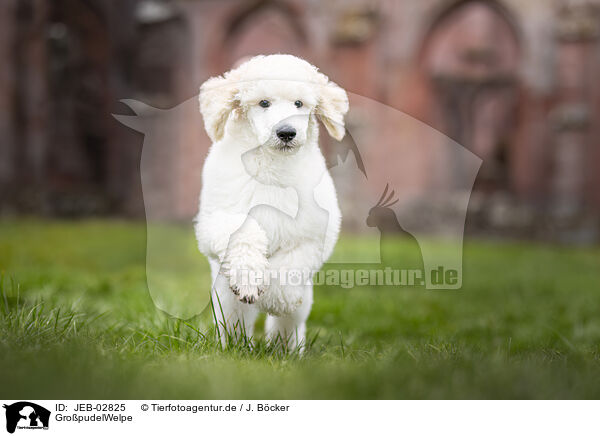GropudelWelpe / Giant Poodle Puppy / JEB-02825