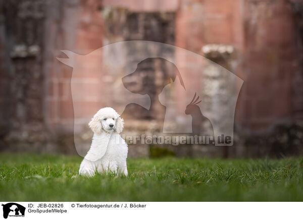 Gro�pudelWelpe / Giant Poodle Puppy / JEB-02826