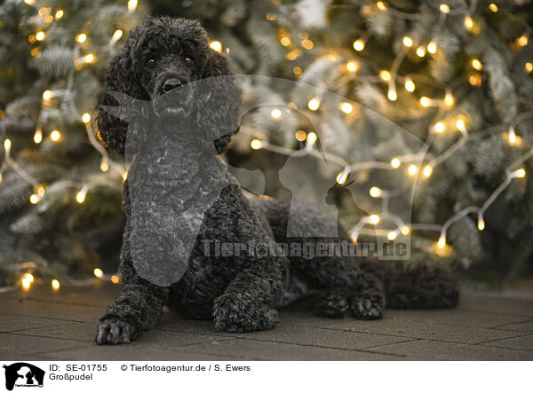Gropudel / Giant Poodle / SE-01755