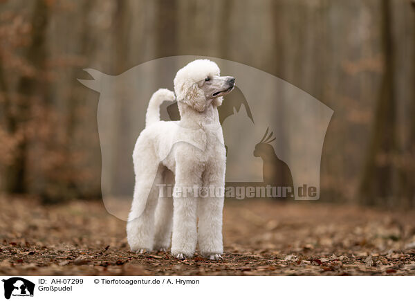 Gropudel / Giant Poodle / AH-07299