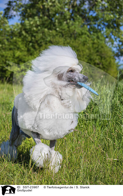 Gropudel / Giant Poodle / SST-23967