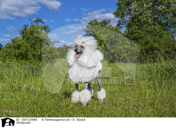Gro�pudel / Giant Poodle / SST-23968