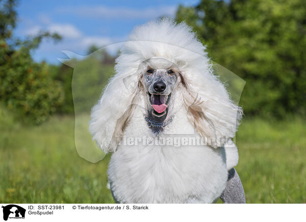 Gropudel / Giant Poodle / SST-23981