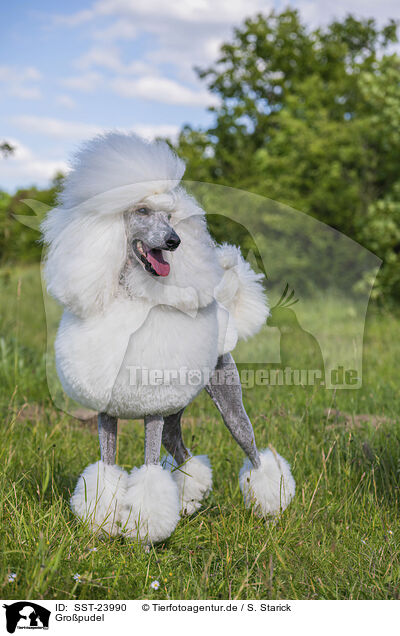 Gropudel / Giant Poodle / SST-23990