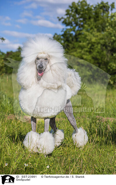 Gropudel / Giant Poodle / SST-23991