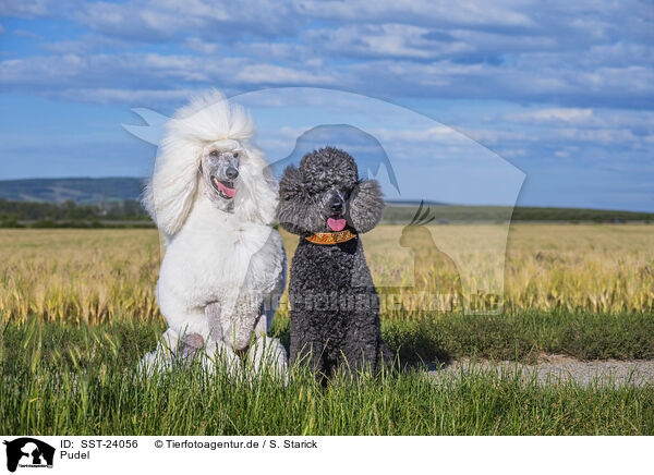 Pudel / Poodles / SST-24056