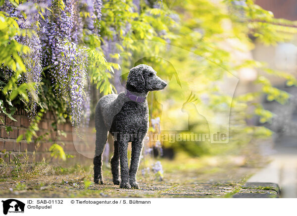 Gropudel / Giant Poodle / SAB-01132