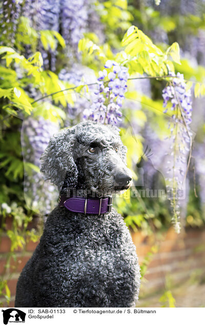 Gro�pudel / Giant Poodle / SAB-01133