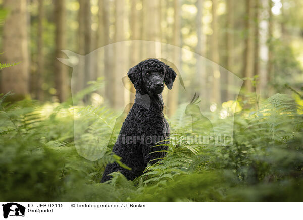 Gropudel / Giant Poodle / JEB-03115