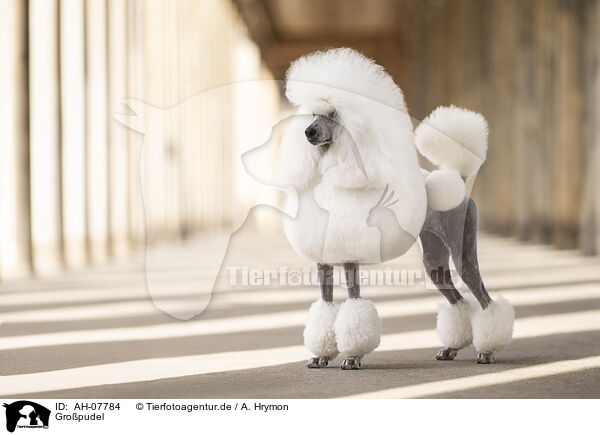 Gropudel / Giant Poodle / AH-07784