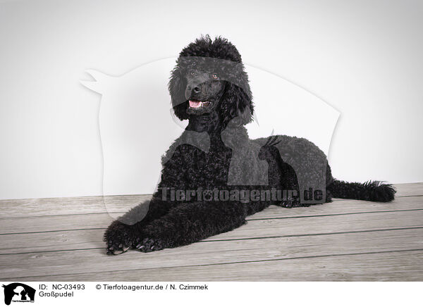 Gropudel / giant poodle / NC-03493