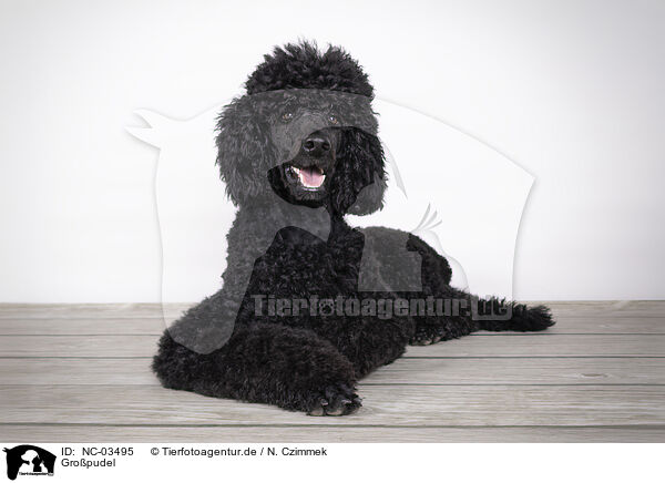 Gropudel / giant poodle / NC-03495