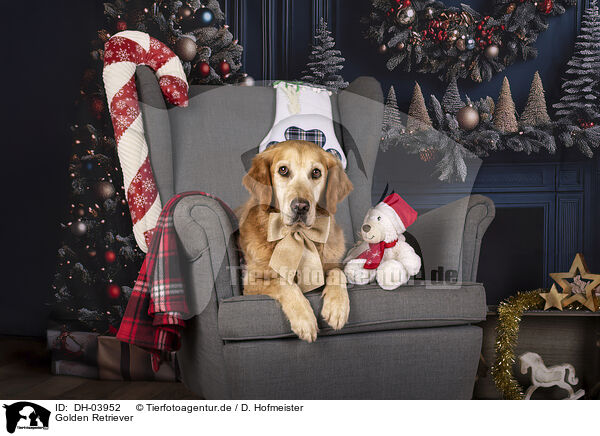 Golden Retriever / Golden Retriever / DH-03952