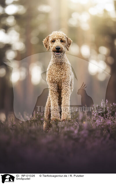 Gro�pudel / giant poodle / RP-01026