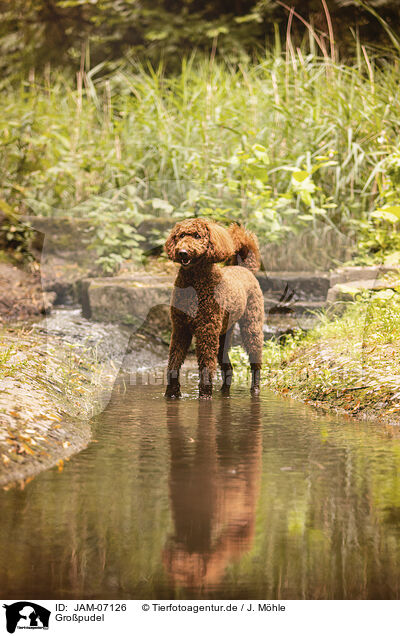 Gro�pudel / Giant Poodle / JAM-07126