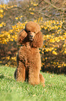 sitzender Gropudel