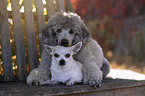 Gropudel mit Chihuahua