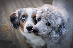 Gropudel mit Australian Shepherd