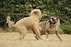 Herdenschutzhund-Mischling und Gropudel