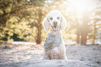 Gropudel Portrait