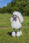 Gropudel
