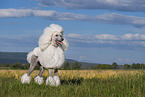Gropudel