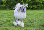 Gropudel