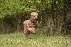 Gropudel