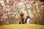Gropudel und Miniature American Shepherd