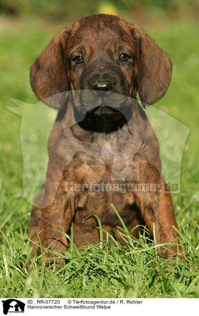 Hannoverscher Schweihund Welpe / Puppy / RR-07720