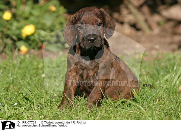 Hannoverscher Schweihund Welpe / Puppy / RR-07723