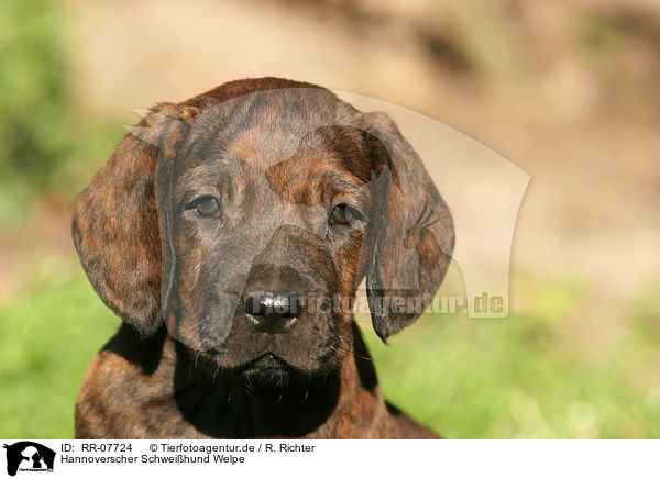 Hannoverscher Schweihund Welpe / Puppy / RR-07724