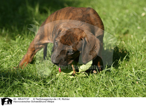 Hannoverscher Schwei�hund Welpe / Puppy / RR-07737
