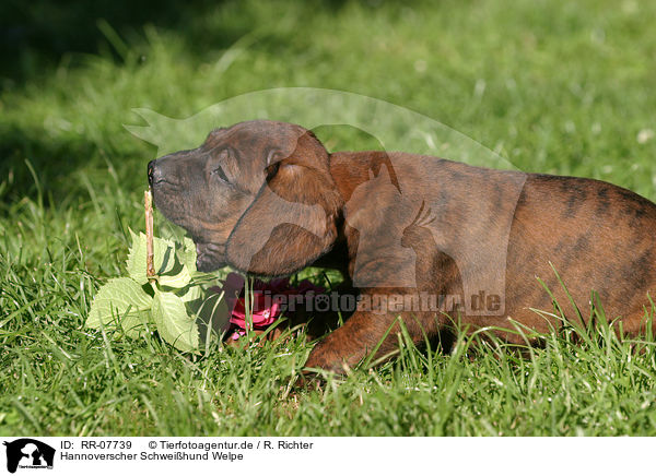 Hannoverscher Schweihund Welpe / Puppy / RR-07739