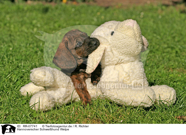 Hannoverscher Schweihund Welpe / Puppy / RR-07741