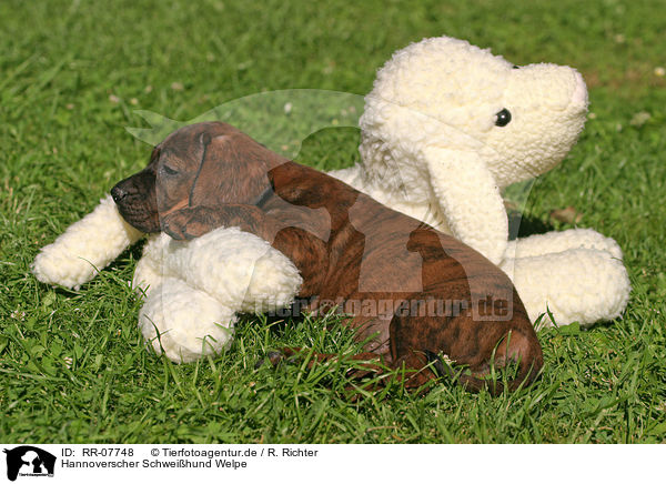 Hannoverscher Schweihund Welpe / Puppy / RR-07748