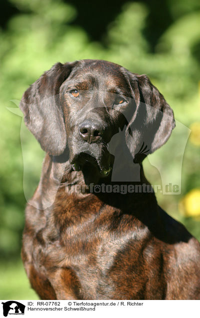 Hannoverscher Schweihund / Hanoverian Hound / RR-07762