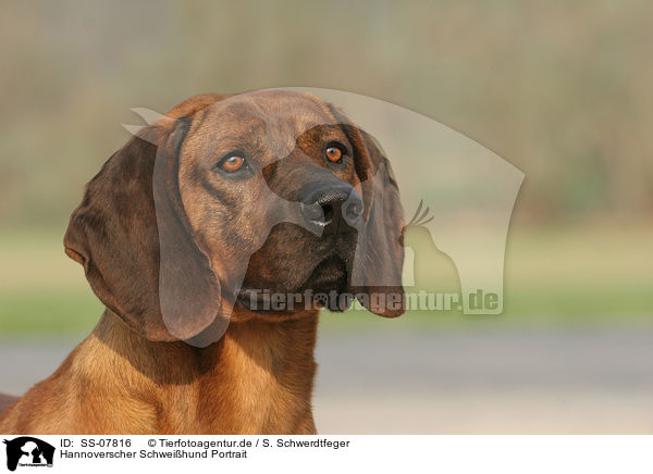 Hannoverscher Schweihund Portrait / SS-07816