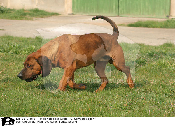 schnuppernder Hannoverscher Schwei�hund / snuffling Hannoverian Hound / SS-07818